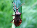 Coreus_marginatus_pallelude_IMG_3667.JPG