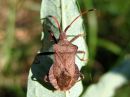 Coreus_marginatus_pallelude_IMG_3960.JPG