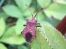 Coreus_marginatus_pallelude_IMG_5974.JPG