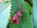 Coreus_marginatus_pallelude_IMG_5994.JPG