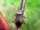 Coreus_marginatus_pallelude_IMG_7278.JPG