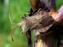 Coreus_marginatus_pallelude_IMG_7298.JPG