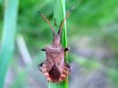 Coreus_marginatus_pallelude_IMG_8417.JPG