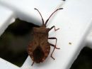 Coreus_marginatus_pallelude_IMG_8785.JPG