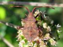 Coreus_marginatus_pallelude_nymfi_IMG_3626.JPG