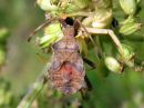 Coreus_marginatus_pallelude_nymfi_IMG_3916.JPG