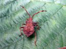 Coreus_marginatus_pallelude_nymfi_IMG_3932.JPG