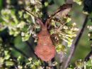 Coreus_marginatus_pallelude_nymfi_IMG_4554.JPG