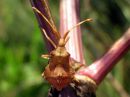 Coreus_marginatus_pallelude_nymfi_IMG_4586.JPG