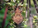 Coreus_marginatus_pallelude_nymfi_IMG_5778.JPG