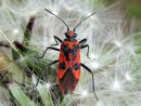 Corizus_hyoscyami_verilude_IMG_0143.JPG