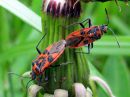 Corizus_hyoscyami_verilude_IMG_0704.JPG