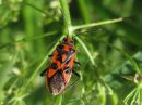 Corizus_hyoscyami_verilude_IMG_1626.JPG