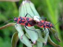 Corizus_hyoscyami_verilude_IMG_3455.JPG