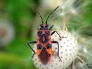 Corizus_hyoscyami_verilude_IMG_3851.JPG