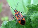 Corizus_hyoscyami_verilude_IMG_9267.JPG