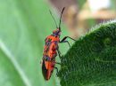 Corizus_hyoscyami_verilude_IMG_9269.JPG