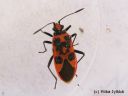 Corizys_hyoscyami_verilude_23_5_2014.jpg