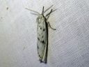 Coscinia_cribraria_nummisiilikas_IMG_0289.JPG