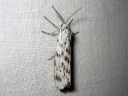 Coscinia_cribraria_nummisiilikas_IMG_1846.jpg