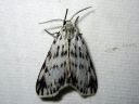 Coscinia_cribraria_nummisiilikas_IMG_3362.jpg