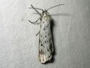 Coscinia_cribraria_nummisiilikas_IMG_3366.jpg