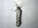 Coscinia_cribraria_nummisiilikas_IMG_3367.jpg