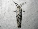 Coscinia_cribraria_nummisiilikas_IMG_4637.jpg