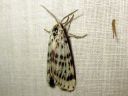 Coscinia_cribraria_nummisiilikas_IMG_6557.JPG