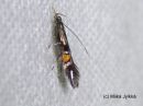 Cosmopterix_orichalcea_metsavalkekoi_16_6_2016.JPG