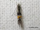 Cosmopterix_orichalcea_metsavalkekoi_16_6_2016_28229.JPG