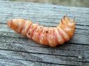 Cossus_cossus_larva_puuntuhooja_toukka_IMG_3734.JPG