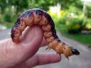 Cossus_cossus_larva_puuntuhooja_toukka_IMG_5683.jpg