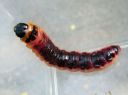 Cossus_cossus_larva_puuntuhooja_toukka_IMG_5697.JPG