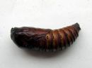 Cossus_cossus_pupa_puuntuhooja_kotelo_IMG_0191.JPG