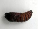 Cossus_cossus_pupa_puuntuhooja_kotelo_IMG_0192.JPG