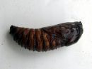 Cossus_cossus_pupa_puuntuhooja_kotelo_IMG_0194.JPG