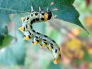 Craesus_septentrionalis_larva_lehtipistiainen_toukka_IMG_6988.JPG