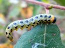 Craesus_septentrionalis_larva_lehtipistiainen_toukka_IMG_6992.JPG