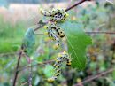 Craesus_septentrionalis_larva_lehtipistiainen_toukka_IMG_6999.JPG