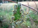 Craesus_septentrionalis_larva_lehtipistiainen_toukka_IMG_7001.JPG