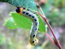 Craesus_septentrionalis_larva_lehtipistiainen_toukka_IMG_7032.JPG