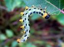 Craesus_septentrionalis_larva_lehtipistiainen_toukka_IMG_7033.JPG