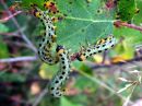 Craesus_septentrionalis_larva_lehtipistiainen_toukka_IMG_7035.JPG