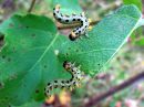 Craesus_septentrionalis_larva_lehtipistiainen_toukka_IMG_7036.JPG