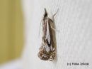 Tiedostonimi=Crambus_alienellus_rameheinakoisa_19_6_2014.jpg
Tiedostokoko=242kt
Koko=600x450
Lisätty=10.03.2015 Crambus_alienellus_rameheinakoisa_19_6_2014.jpg