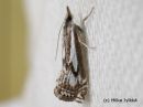 Crambus_alienellus_rameheinakoisa_19_6_2014_2.jpg