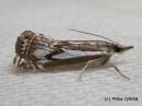 Tiedostonimi=Crambus_alienellus_rameheinakoisa_19_6_2014_3.jpg
Tiedostokoko=243kt
Koko=600x450
Lisätty=10.03.2015 Crambus_alienellus_rameheinakoisa_19_6_2014_3.jpg