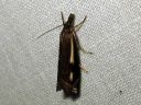 Crambus_heringiellus_sysiheinakoisa_IMG_2577.JPG