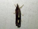 Crambus_heringiellus_sysiheinakoisa_IMG_3364.JPG